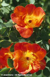 Rosa%20foetida%20 - minuni ale naturii create de Dumnezeu 3