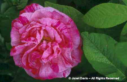 Rosa%20gallica%20 - minuni ale naturii create de Dumnezeu 3