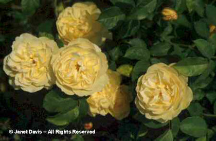 Rosa%20 - minuni ale naturii create de Dumnezeu 3