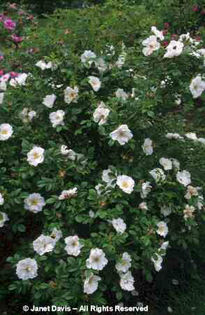 Rosa%20 - minuni ale naturii create de Dumnezeu 3