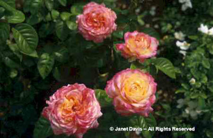 Rosa%20 - minuni ale naturii create de Dumnezeu 3