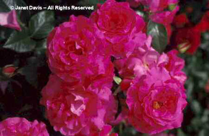 Rosa%20 - minuni ale naturii create de Dumnezeu 3