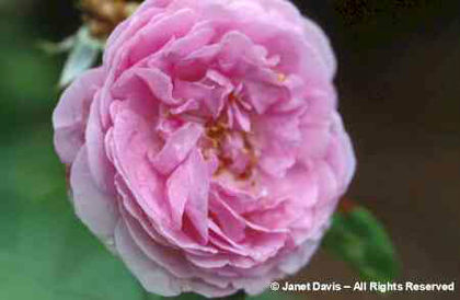 Rosa%20 - minuni ale naturii create de Dumnezeu 3