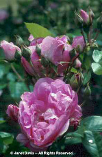 Rosa%20 - minuni ale naturii create de Dumnezeu 3