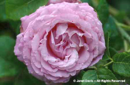 Rosa%20 - minuni ale naturii create de Dumnezeu 3