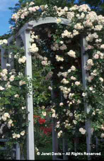 Rosa%20 - minuni ale naturii create de Dumnezeu 3