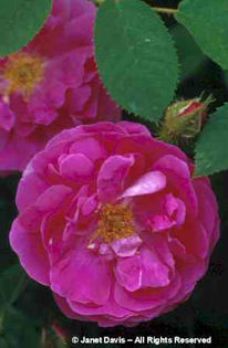 Rosa%20 - minuni ale naturii create de Dumnezeu 3