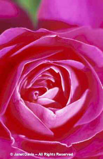 Rosa%20 - minuni ale naturii create de Dumnezeu 3