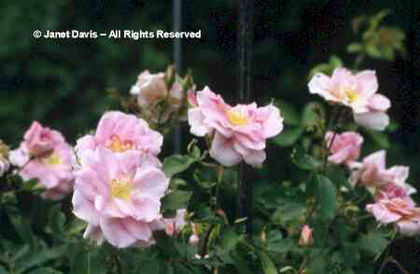 Rosa%20