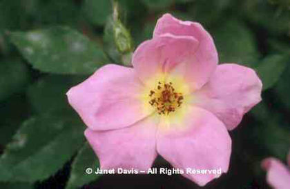 Rosa%20