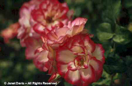 Rosa%20