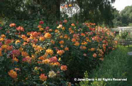 Rosa%20