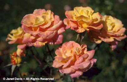 Rosa%20
