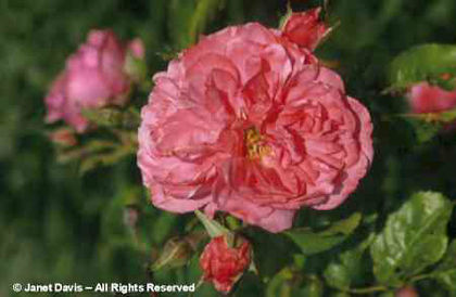 Rosa%20