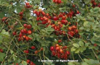 Rosa%20rubiginosa