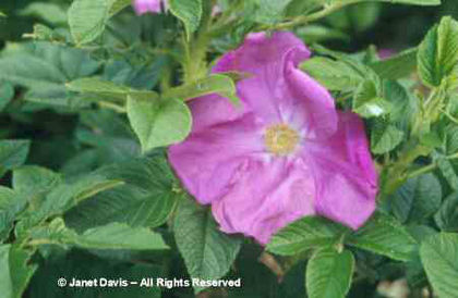 Rosa%20