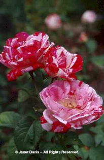 Rosa%20