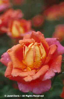 Rosa%20 - minuni ale naturii create de Dumnezeu 3