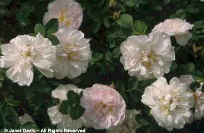 Rosa%20 - minuni ale naturii create de Dumnezeu 3