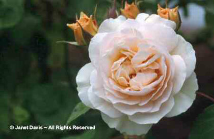 Rosa%20 - minuni ale naturii create de Dumnezeu 3