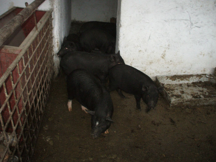 POZE APARAT 024 - porci pentru craciun 2013
