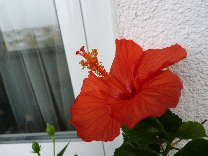 Gator Orange - Hibiscusi