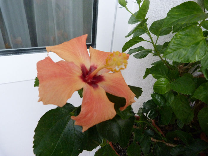 Cairo Apricot - Hibiscusi