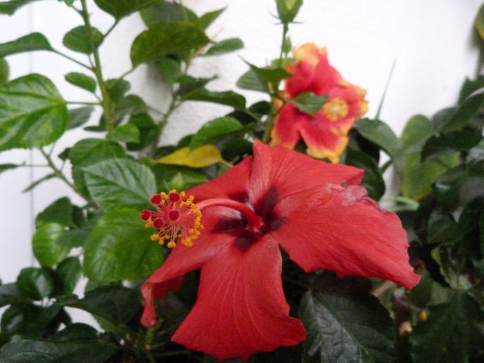 Cairo Red - Hibiscusi