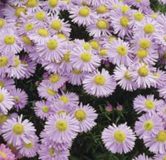 royalopal[1] - minuni ale naturii create de Dumnezeu 3