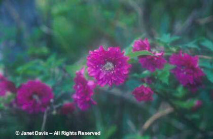 Rubus%20spectabilis%20 - minuni ale naturii create de Dumnezeu 3