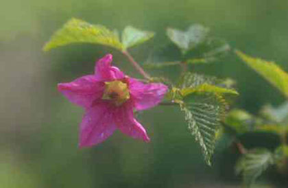 Rubus%20spectabilis - minuni ale naturii create de Dumnezeu 3