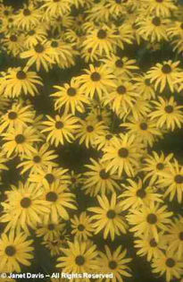 Rudbeckia%20fulgida%20var_%20sullivantii%20 - minuni ale naturii create de Dumnezeu 3