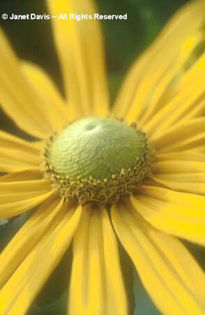 Rudbeckia%20hirta%20 - minuni ale naturii create de Dumnezeu 3