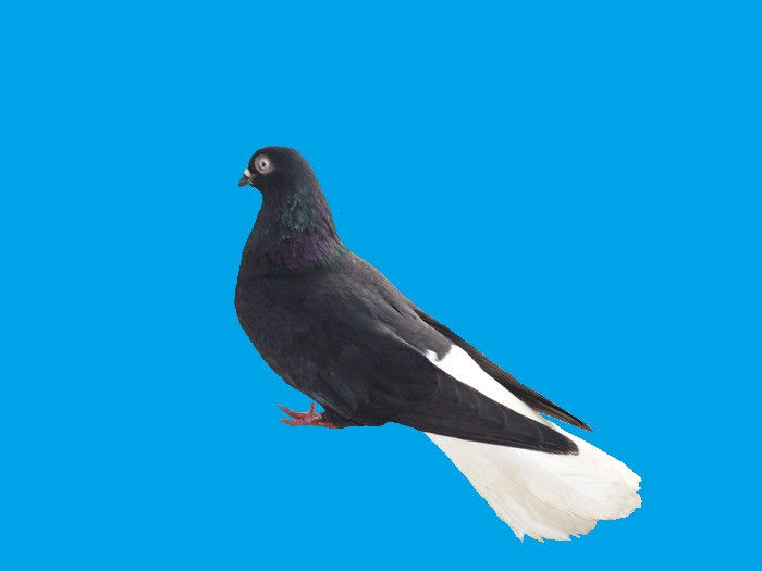 Negru Codalb - 04- Porumbei codalb negru