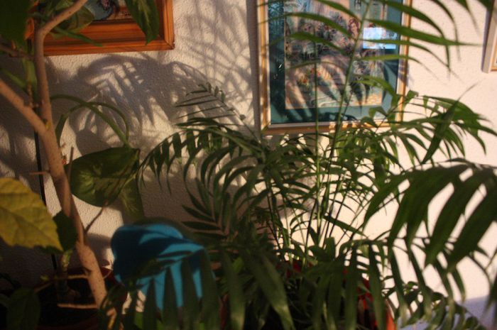 IMG_0139 - Noiembrie 2013