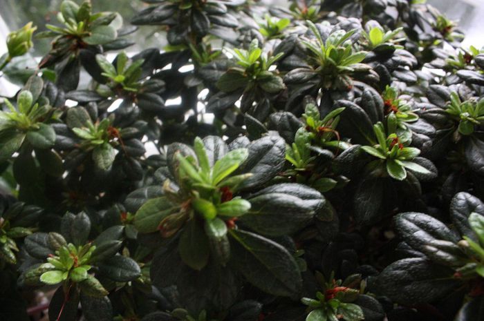 IMG_0145 - Noiembrie 2013