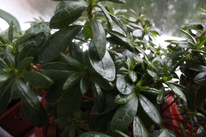 IMG_0147 - Noiembrie 2013