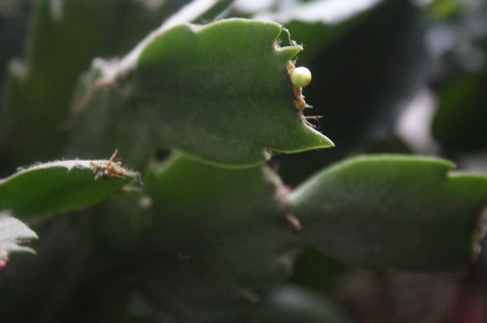 IMG_0148 - Noiembrie 2013