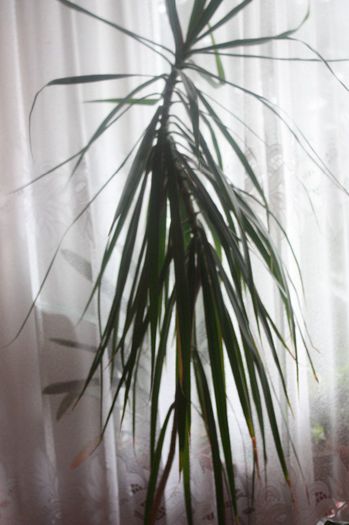 IMG_0150 - Noiembrie 2013