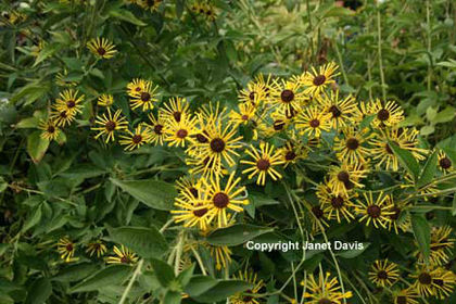 Rudbeckia%20subtomentosa%20 - minuni ale naturii create de Dumnezeu 3