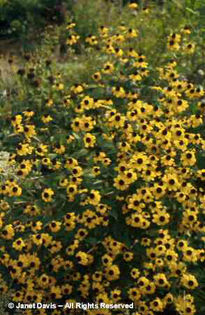 Rudbeckia%20triloba - minuni ale naturii create de Dumnezeu 3