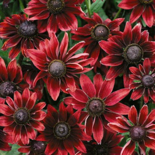 rudbeckia_cherry_brandy_3 - minuni ale naturii create de Dumnezeu 3