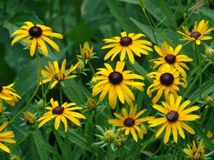 rudbeckia_goldsturm - minuni ale naturii create de Dumnezeu 3
