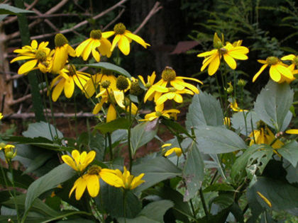 rudbeckia_herbstsonne - minuni ale naturii create de Dumnezeu 3