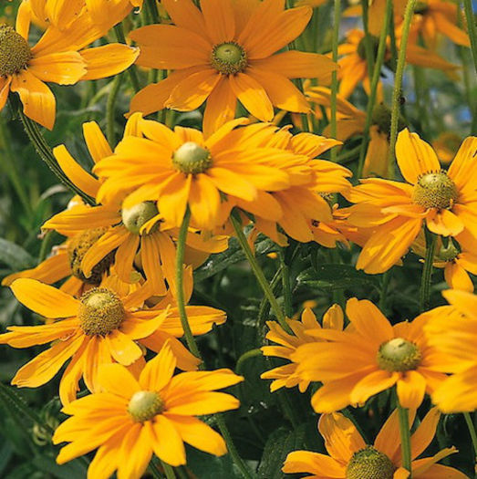 rudbeckia_irish_eyes_3 - minuni ale naturii create de Dumnezeu 3