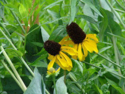 rudbeckia_maxima - minuni ale naturii create de Dumnezeu 3