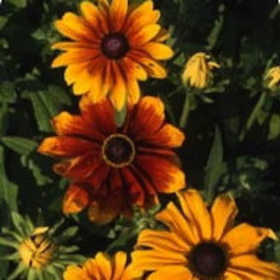 rudbeckia_rustic_dwarf_colors_2 - minuni ale naturii create de Dumnezeu 3