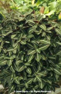 Ruellia%20makoyana - minuni ale naturii create de Dumnezeu 3