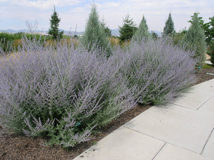 Russian_Sage4,_Perovskia_atriplicifolia_Jul_2005 - minuni ale naturii create de Dumnezeu 3