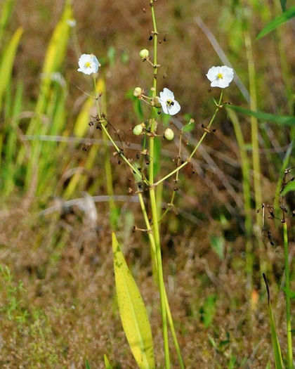 Sagittaria_lancifolia_web_resized - minuni ale naturii create de Dumnezeu 3